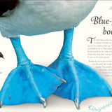 Bookspeed - ANTHOLOGY OF EXQUISITE BIRDS (HB)